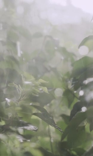 8个 下雨 视频素材
